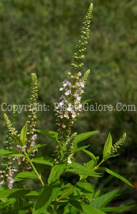 PGC-P-Teucrium-canadense-aka-American-Germander-5