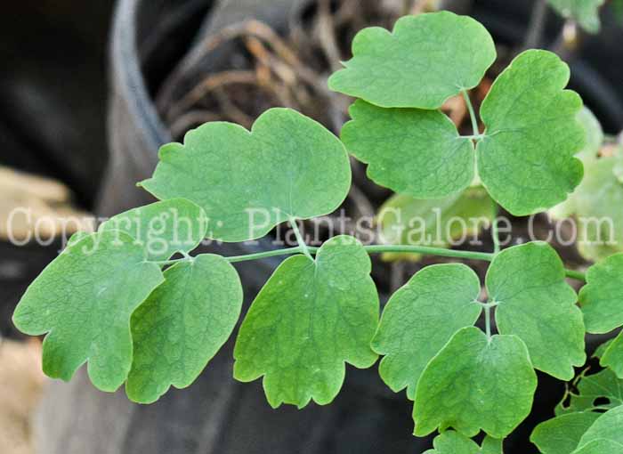 PGC-P-Thalictrum-flavum-Abbotts-8-2011-003