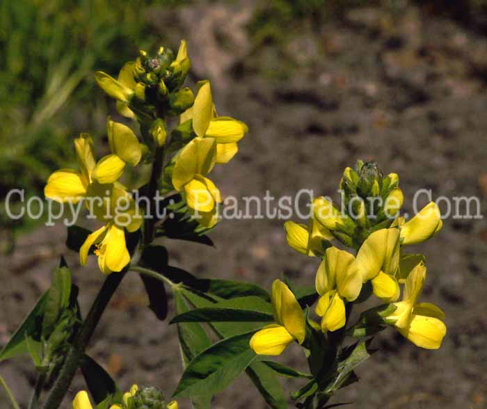 PGC-P-Thermopsis-lupinoides-aka-Lanceleaf-Thermopsis-2