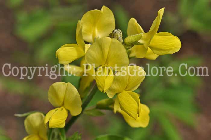 PGC-P-Thermopsis-lupinoides-aka-Lanceleaf-Thermopsis-4
