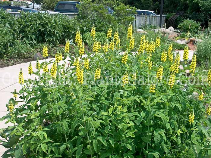 PGC-P-Thermopsis-villosa-aka-Carolina-Lupin-1