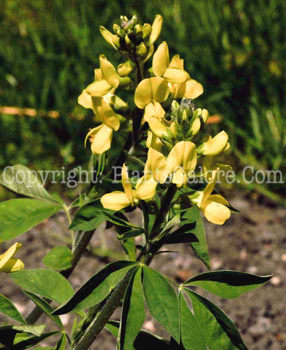 PGC-P-Thermopsis-lupinoides-aka-Lanceleaf-Thermopsis-1
