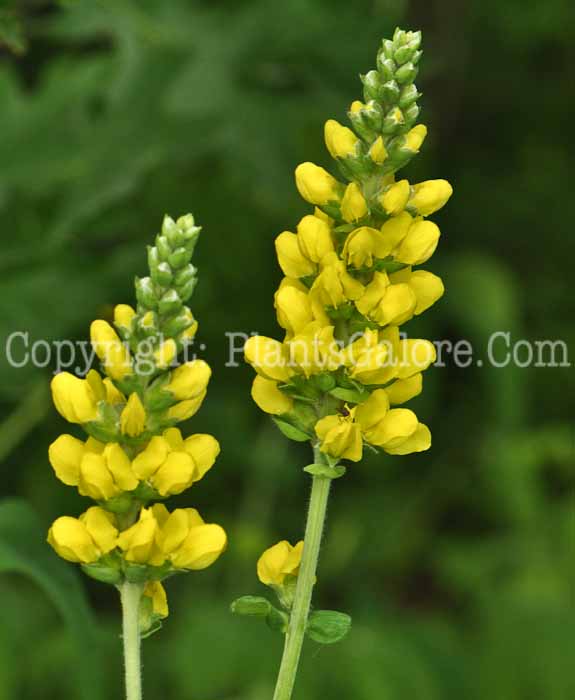 PGC-P-Thermopsis-villosa-aka-Carolina-Lupin-3