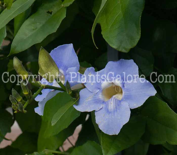 PGC-V-Thunbergia-alata-Blue-Sky-1013-10