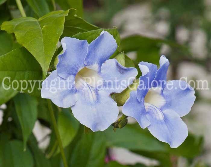 PGC-V-Thunbergia-alata-Blue-Sky-1013-12