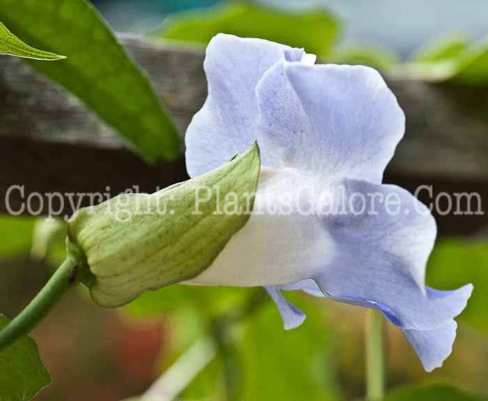 PGC-V-Thunbergia-alata-Blue-Sky-1013-6