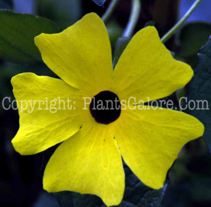 PGC-V-Thunbergia-alata-aka-Black-Eyed-Susan-Vine-yellow-1