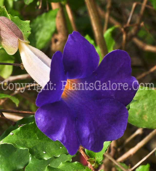 PGC-V-Thunbergia-erecta-aka-Kings-Mantle-2