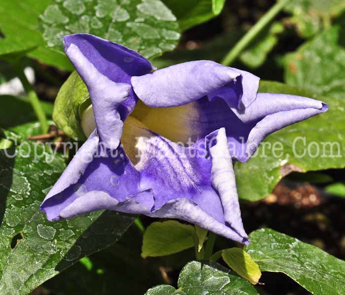 PGC-V-Thunbergia-grandiflora-Blue-Sky-aka-Blue-Sky-Blackeyed-Susan-Vine-0613-1