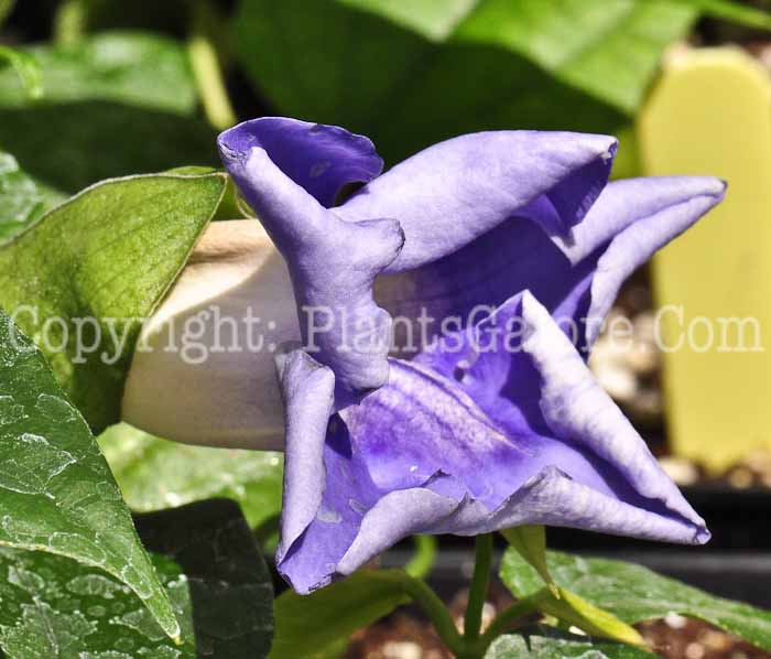 PGC-V-Thunbergia-grandiflora-Blue-Sky-aka-Blue-Sky-Blackeyed-Susan-Vine-0613-2