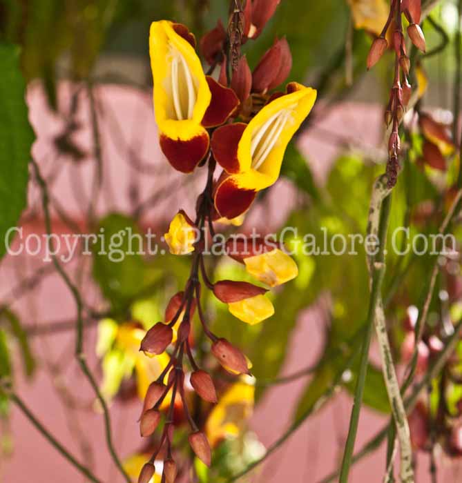 PGC-V-Thunbergia-mysorensis-aka-Clock-Vine-0214-3-1