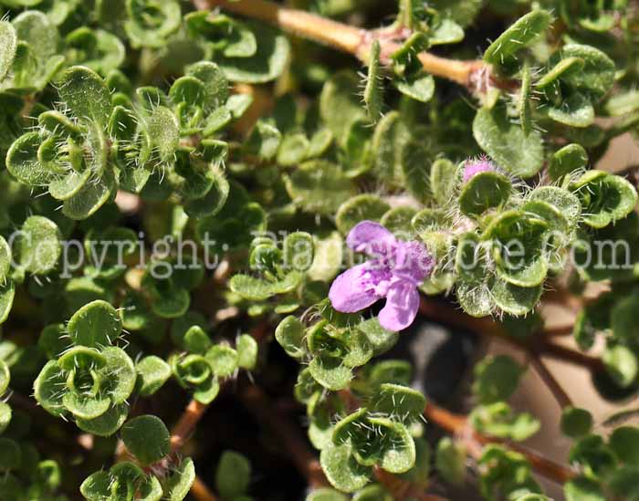 PGC-P-Thymus-pseudolanuginosus-aka-Wooly-Thyme-1