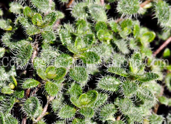 PGC-P-Thymus-pseudolanuginosus-aka-Wooly-Thyme-2
