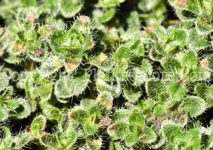 PGC-P-Thymus-pseudolanuginosus-aka-Wooly-Thyme-6