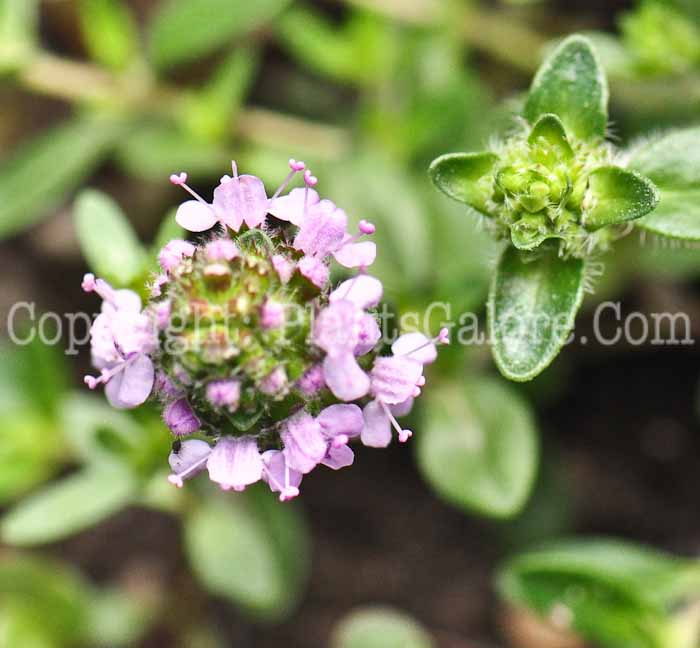 PGC-P-Thymus-vulgaris-aka-Common-Thyme-2