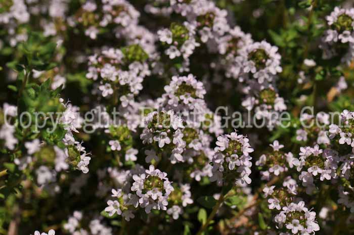 PGC-P-Thymus-vulgaris-aka-French-Thyme-1
