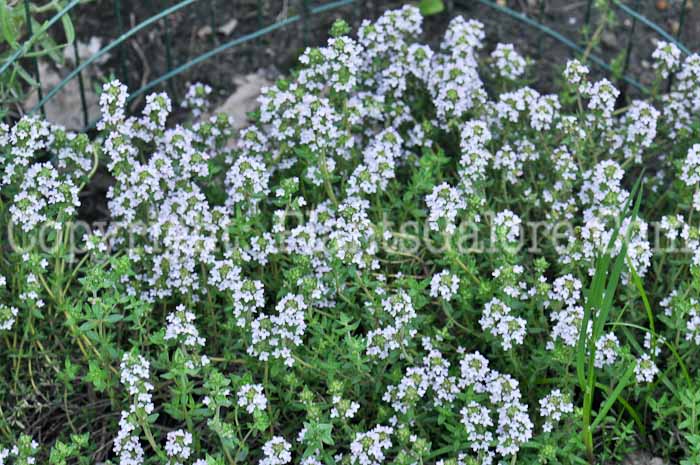 PGC-P-Thymus-vulgaris-aka-French-Thyme-3