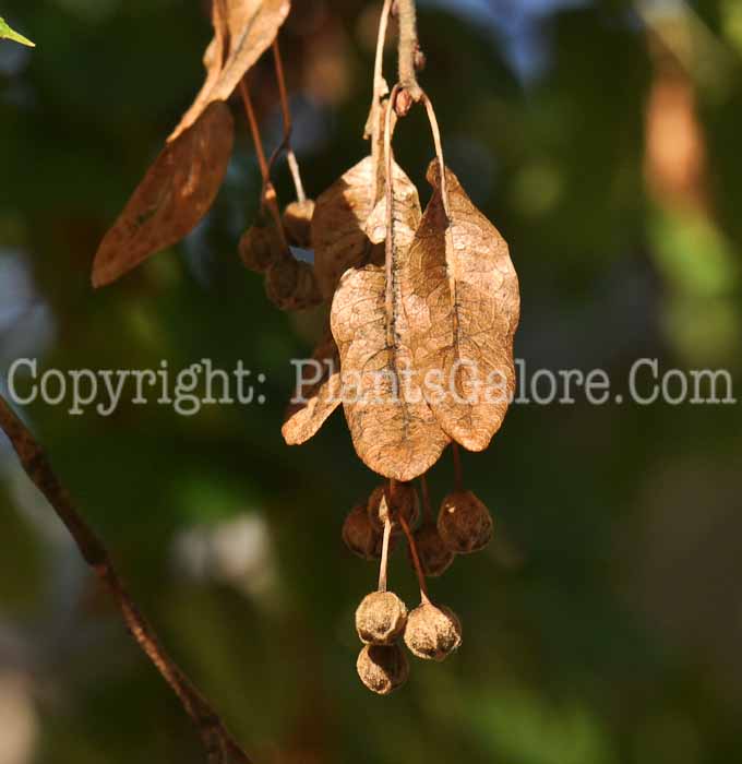 PGC-T-Tilia-americana-aka-American-Basswood-4