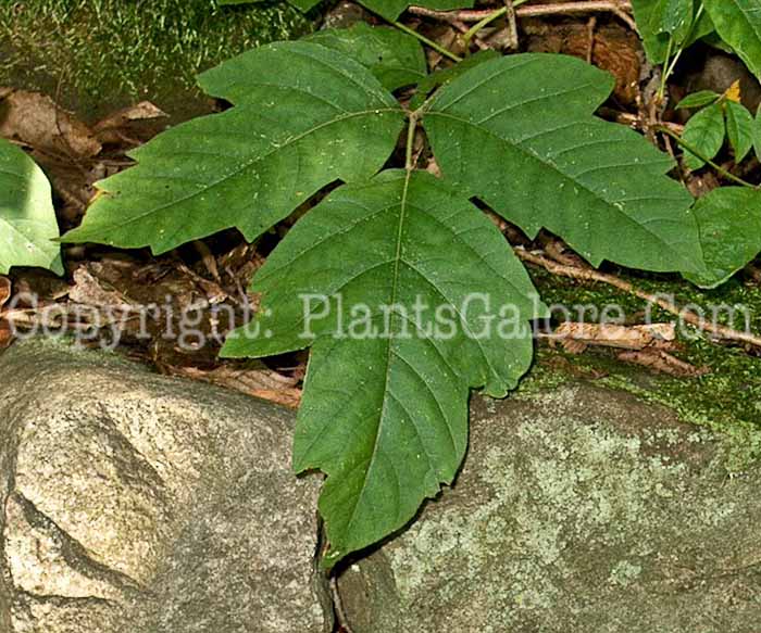 PGC-V-Toxicodendron-radicans-aka-Poison-Ivy-2