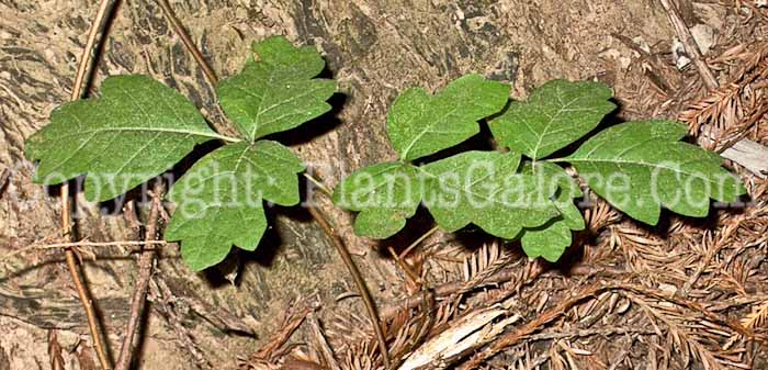 PGC-V-Toxicodendron-radicans-aka-Poison-Ivy-6