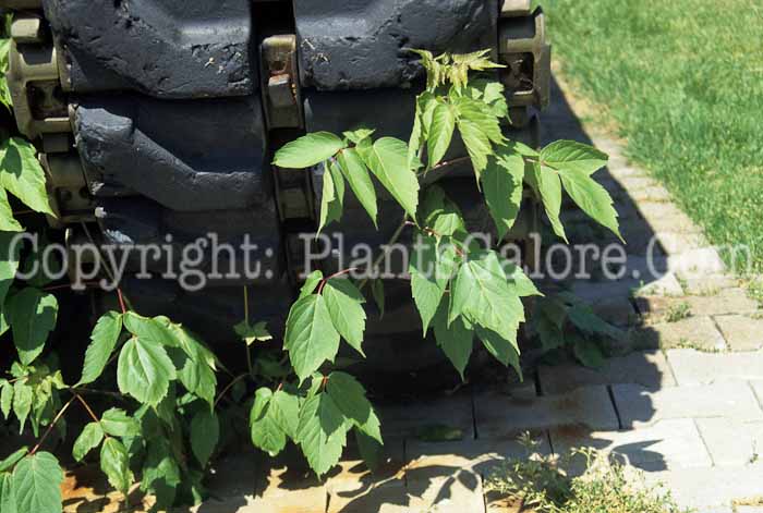 PGC-V-Toxicodendron-radicans-aka-Poison-Ivy-8