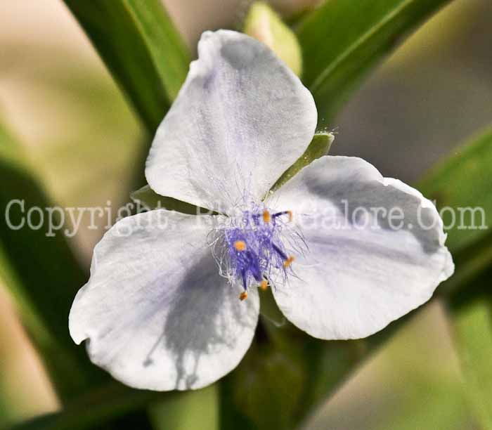 PGC-P-Tradescantia-Osprey-2012 (1 of 3)