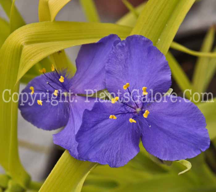 PGC-P-Tradescantia-Sweet-Kate-05-2012-2