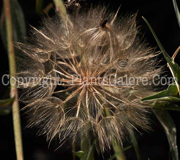PGC-BI-Tragopogon-dubius-aka-Goats-Beard-3