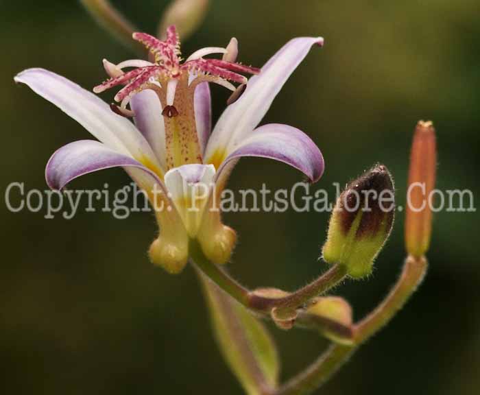 PGC-P-Trycirtis-hirta-aka-Toad-Lily-2