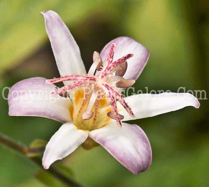 PGC-P-Trycirtis-hirta-aka-Toad-Lily-5