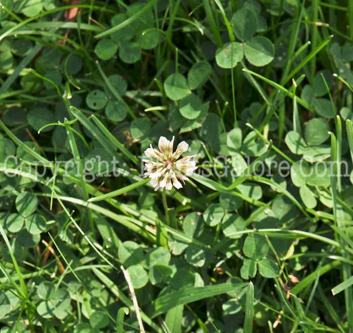 PGC-P-Trifolium-repens-aka-White-Clover-1