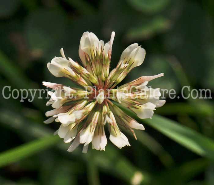 PGC-P-Trifolium-repens-aka-White-Clover-2