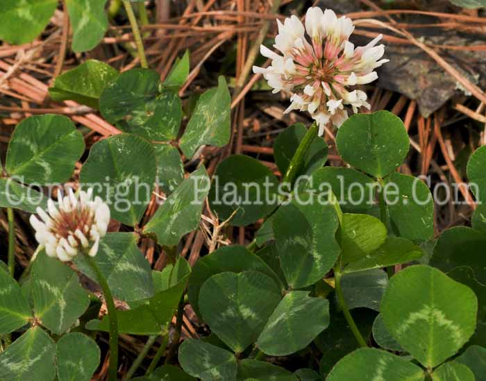 PGC-P-Trifolium-repens-aka-White-Clover-3