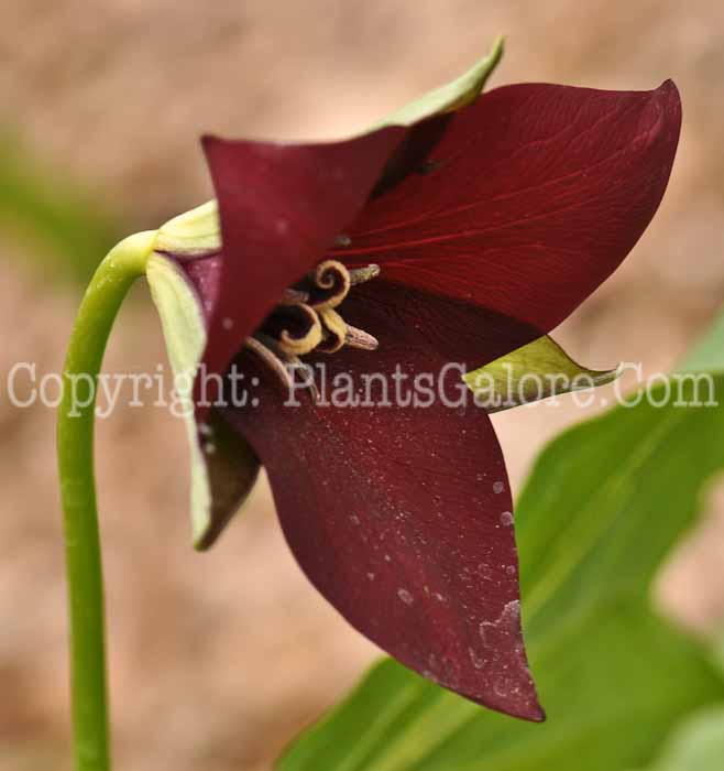PGC-P-Trillium-erectum-aka-Birth-Root-2