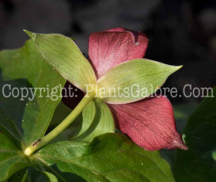 PGC-P-Trillium-erectum-aka-Birth-Root-6