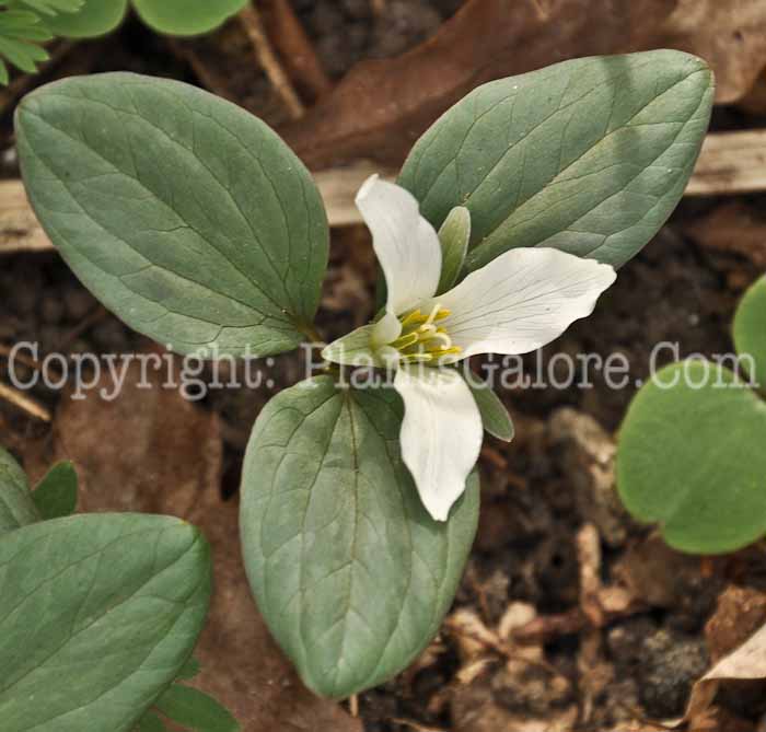PGC-P-Trillium-nivale-aka-Snow-Trillium-2