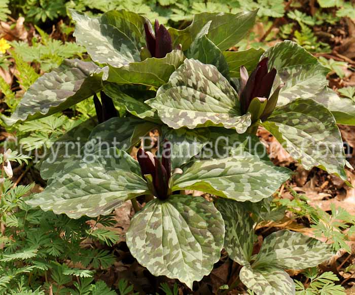 PGC-P-Trillium-sessile-aka-Toadshade-Trillium-2