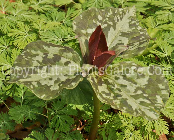 PGC-P-Trillium-sessile-aka-Toadshade-Trillium-3