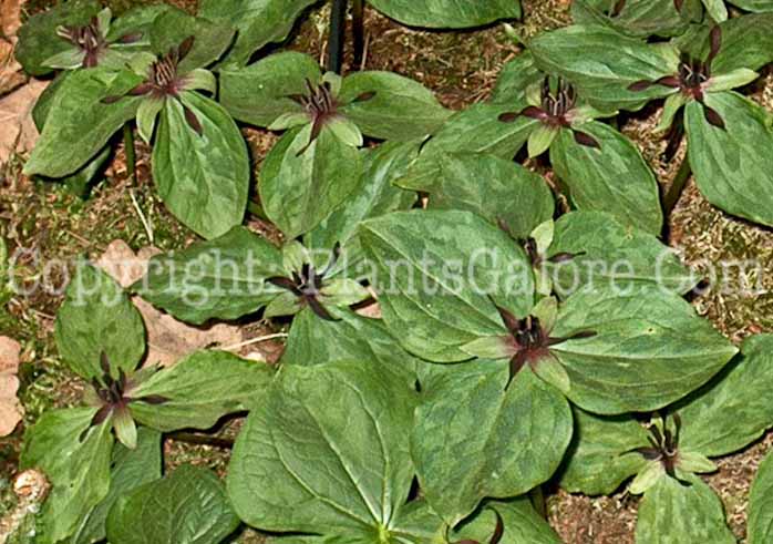 PGC-P-Trillium-stamineum-aka-Toadshade-Trillium-10