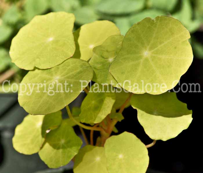 PGC-A-Tropaelum-Golden-Moon-aka-Nasturtium-2