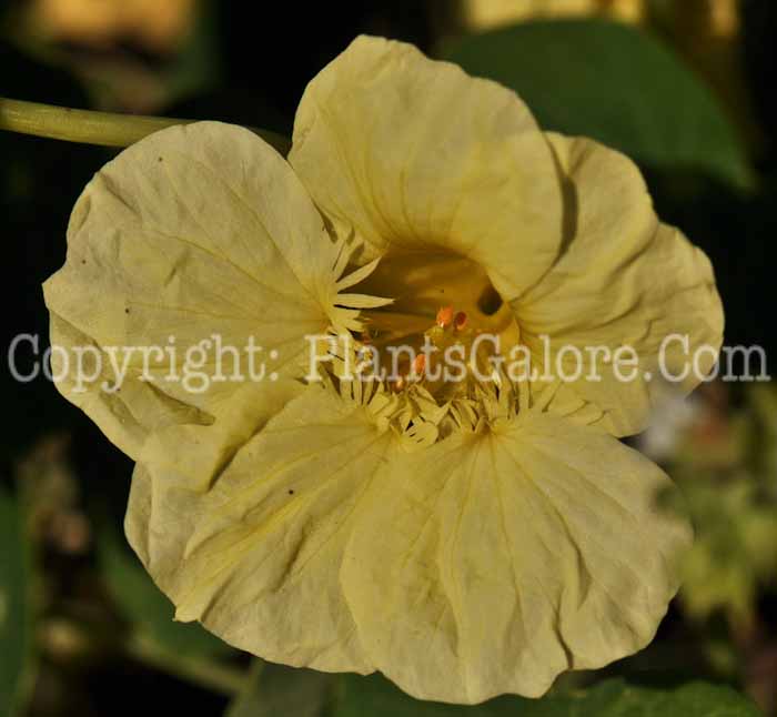 PGC-A-Tropaeolum-Milkmaid-aka-Nasturtium-1-1
