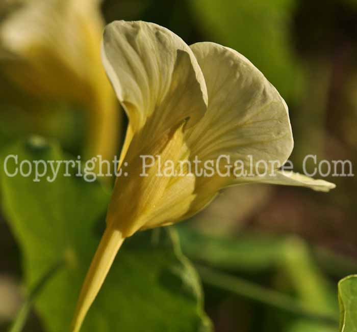PGC-A-Tropaeolum-Milkmaid-aka-Nasturtium-1-2