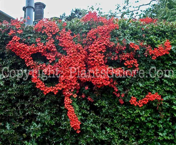 PGC-A-Tropaeolum-tuberosum-aka-Hardy-Tropaeolum-1