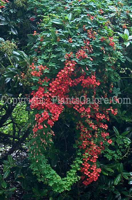 PGC-A-Tropaeolum-tuberosum-aka-Hardy-Tropaeolum-2