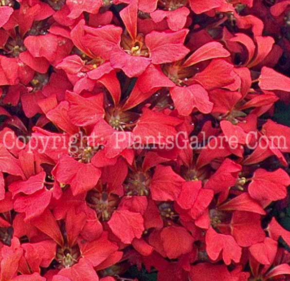 PGC-A-Tropaeolum-tuberosum-aka-Hardy-Tropaeolum-3