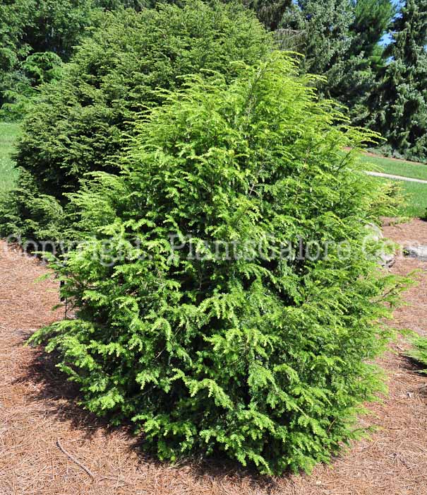 PGC-T-Tsuga-canadensis-Monler-Emerald-Fountain-aka-Canadian-Hemlock-713-1
