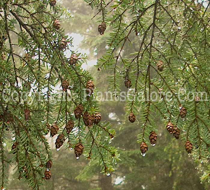 PGC-T-Tsuga-canadensis-aka-Eastern-Hemlock-3