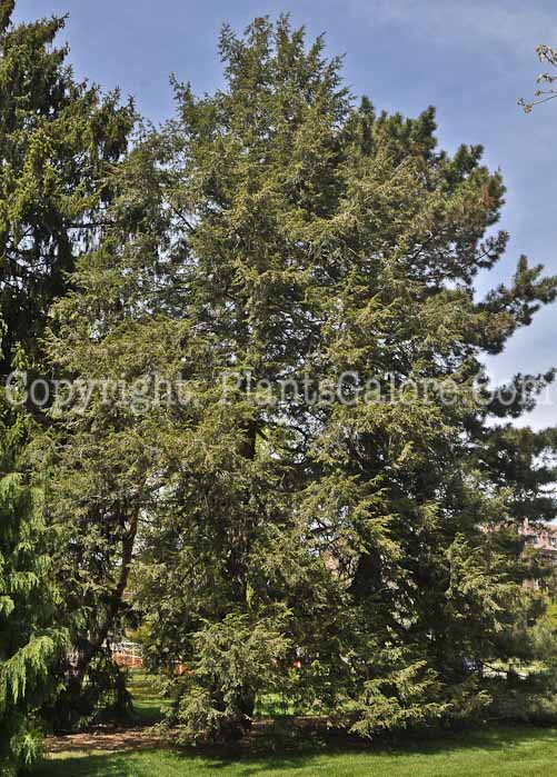 PGC-T-Tsuga-canadensis-aka-Eastern-Hemlock-5