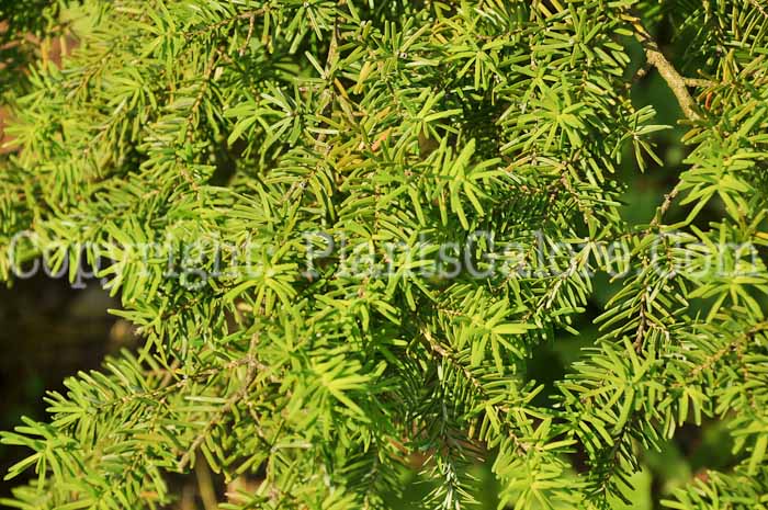 PGC-T-Tsuga-caroliniana-aka-Carolina-Hemlock-1