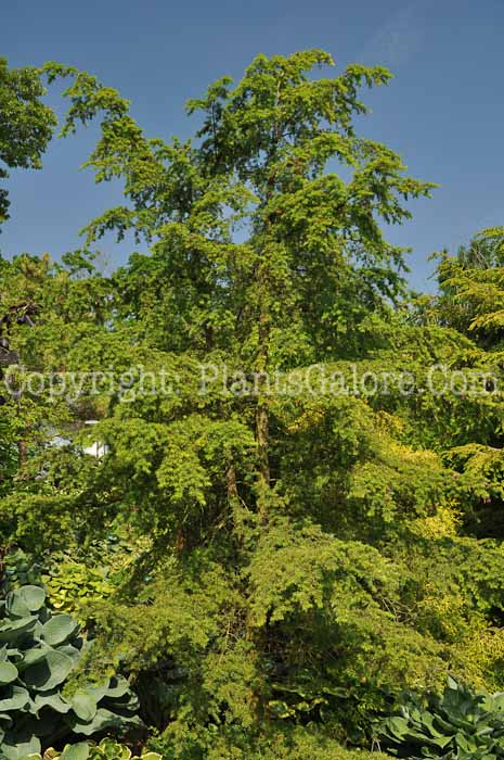 PGC-T-Tsuga-caroliniana-aka-Carolina-Hemlock-2